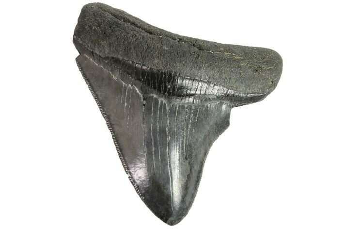 Serrated, Fossil Megalodon Tooth - Georgia #151509
